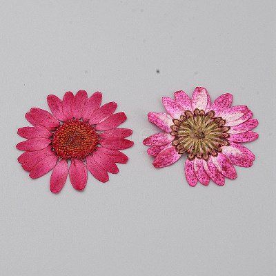 Pressed Dried Flowers DIY-WH0308-412A-1-1