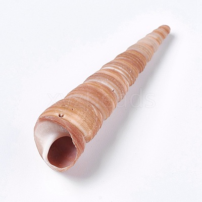 Natural Conch DIY-WH0097-01-1