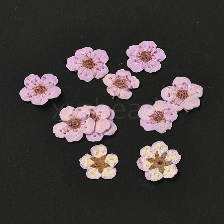 Narcissus Embossing Dried Flowers DIY-K032-60K-1