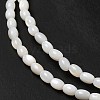 Natural Freshwater Shell Beads Strand BSHE-E026-16B-4