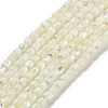 Natural Trochid Shell/Trochus Shell Beads Strands BSHE-G038-01-1