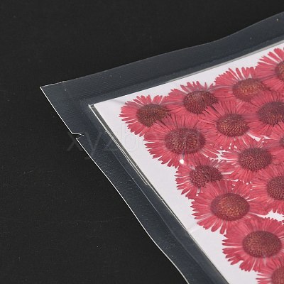Centaurea Iberica Embossing Dried Flower DIY-K032-65K-1