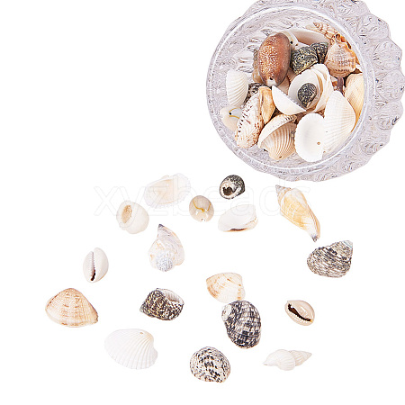 Mixed Natural Shell Bead Sets BSHE-PH0003-03-1