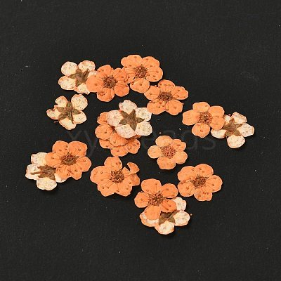 Narcissus Embossing Dried Flowers DIY-K032-60I-1