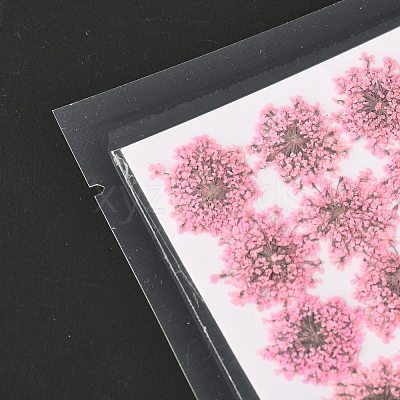 Pressed Dried Flowers DIY-K032-58B-1