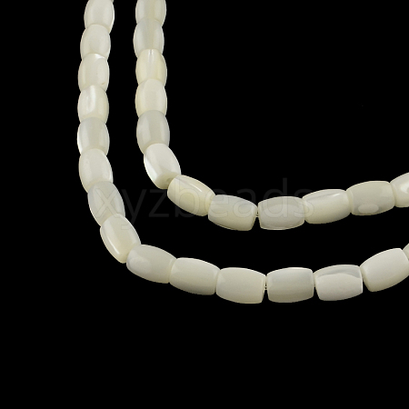 Barrel Natural Trochid Shell/Trochus Shell Beads Strands SSHEL-F290-25-1