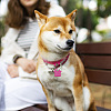 40Pcs 5 Colors Transparent Blank Acrylic Pet Dog ID Tag PALLOY-AB00047-7